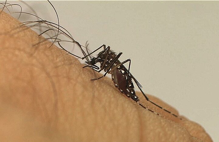 Quase 4 bilhões de pessoas correm risco de infecção pelo Aedes, alerta OMS