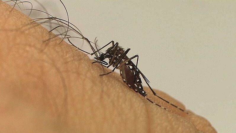 Quase 4 bilhões de pessoas correm risco de infecção pelo Aedes, alerta OMS