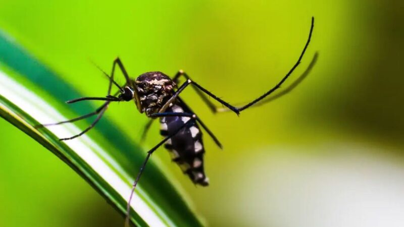 Maioria da população aceitaria tomar a vacina contra a dengue, diz pesquisa