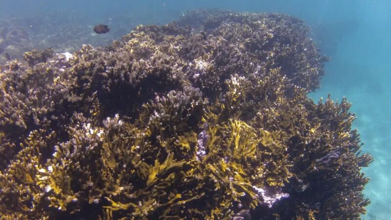 BNDES criará fundo de R$ 60 milhões para preservação de corais