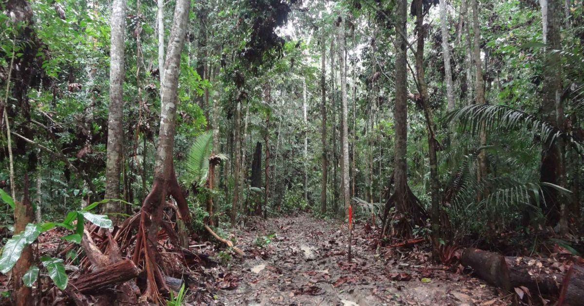 Pesquisa no Amazonas analisa a importância e os impactos do manejo florestal sustentável