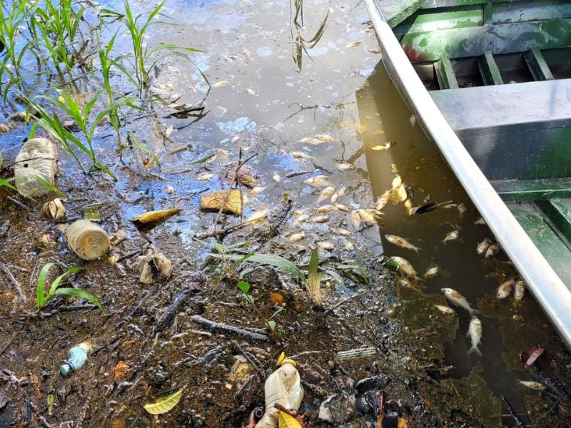 Três pessoas são presas por poluição que matou centenas de peixes em lago de Manaus
