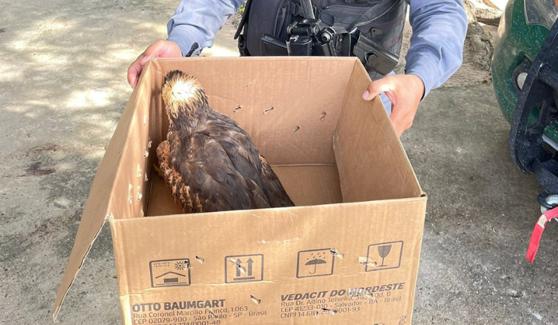 Morador resgata gavião ferido na rodovia AM-070