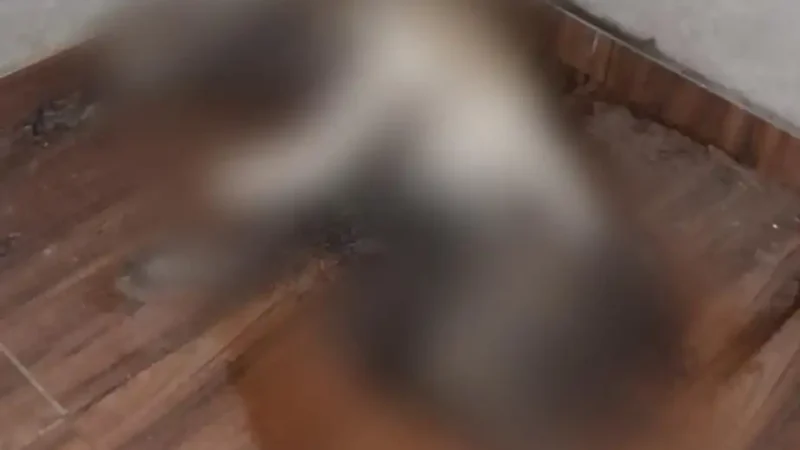 Cachorro morre amarrado por falta de comida e água no Novo Céu