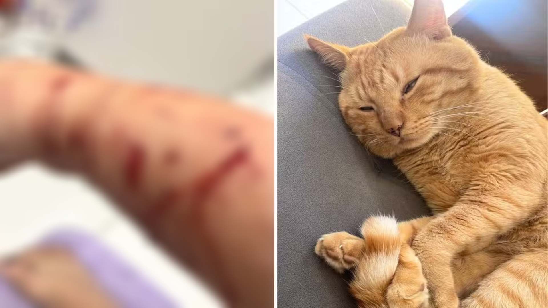 Gato Thor ataca dona e faz família ‘refém’ em cidade no litoral paulista