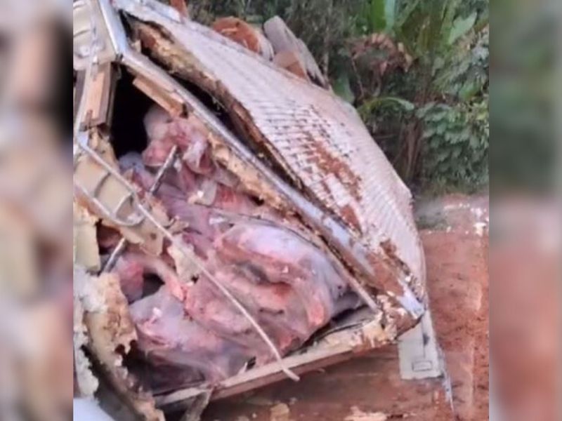 Carreta com bois abatidos tomba na rodovia BR-319