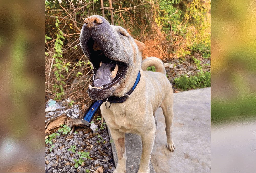 Homem é preso por maus-tratos contra um cachorro da raça sharpei em Manaus