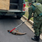 Jacaré é resgatado enquanto passeava na Ponta Negra