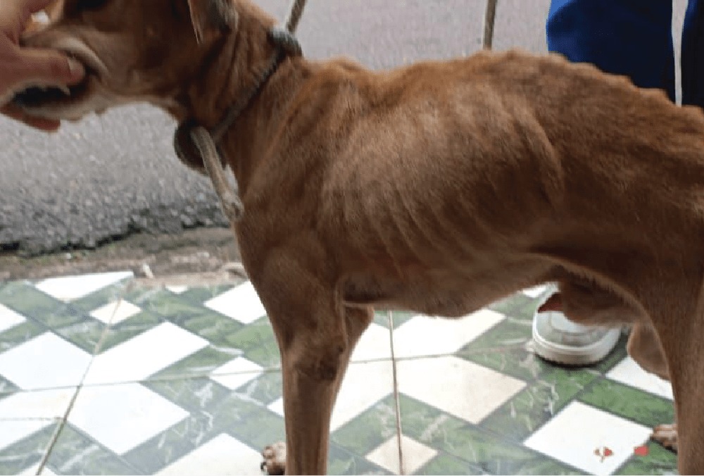 Mulher é presa por maus-tratos a cachorro caramelo em Manaus