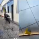 Moradores registram cachorro sofrendo agressões em Manaus