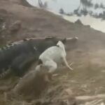 Vídeo mostra cachorro "herói" lutando contra jacaré gigante no AM