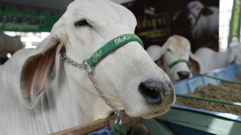 Certificação de zona livre de febre aftosa aumenta expectativas de expansão internacional do segmento agropecuário do Amazonas