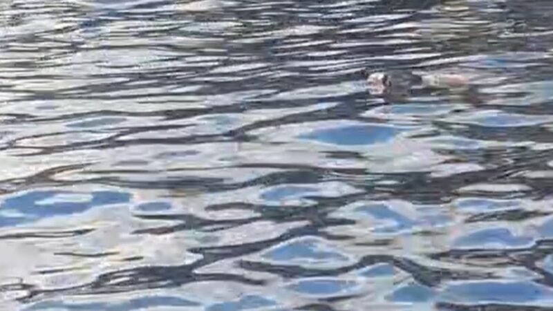 Corpo é encontrado preso em galhos de igarapé em Manaus