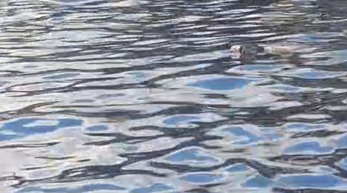 Corpo é encontrado preso em galhos de igarapé em Manaus