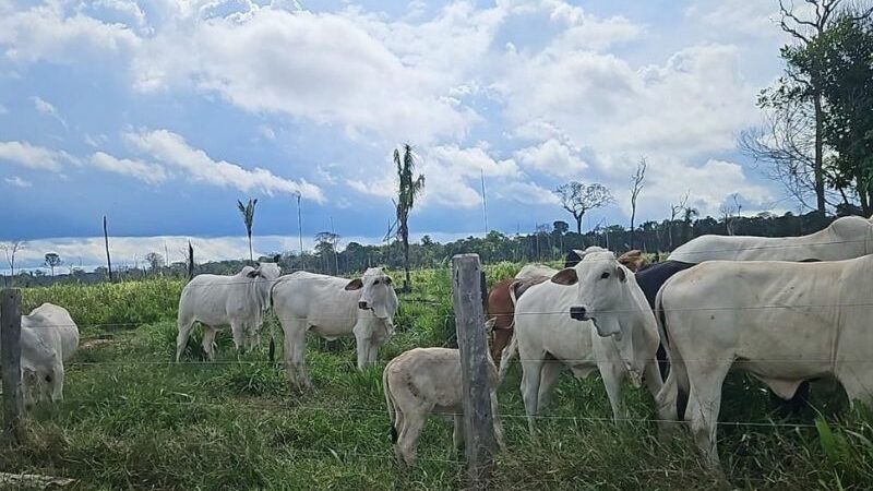 Operação do IPAAM flagra criação ilegal de mil cabeças de gado em floresta do Amazonas