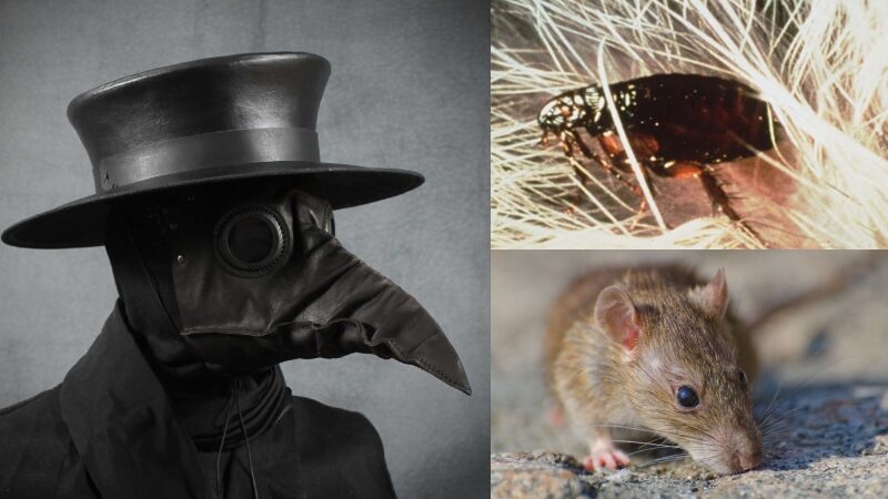 Homem é diagnosticado com peste negra após acampar na Califórnia