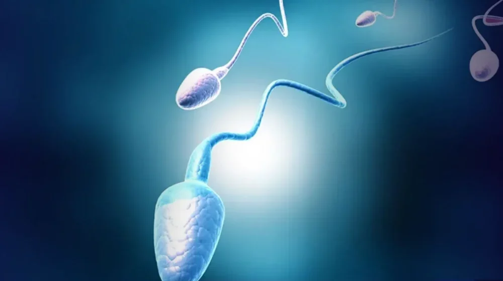 Estudo revela que ultraprocessados afetam qualidade do esperma