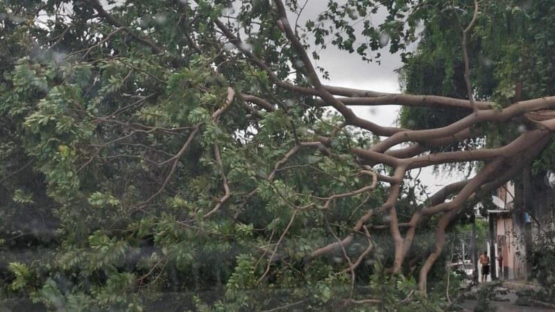 Árvore cai durante fortes ventos e bloqueia trecho de rua, no bairro Petrópolis