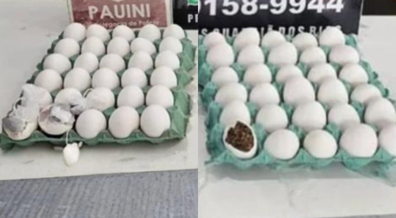 Mulher é presa após esconder drogas em ovos de galinha para entregar a detentos no interior do AM