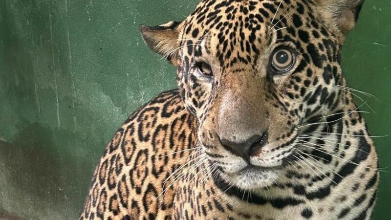 Onça-pintada resgatada no rio Negro será devolvida à natureza