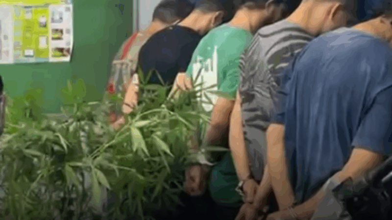 Rocam apreende plantação de maconha em estufa no Tarumã e leva cinco presos ao 19º DIP