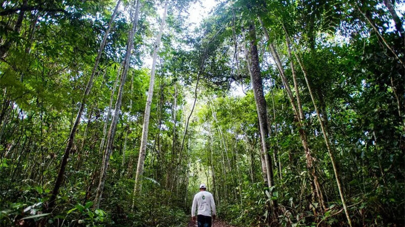 BNDES recebe 16 projetos para obter financiamento do ProFloresta+