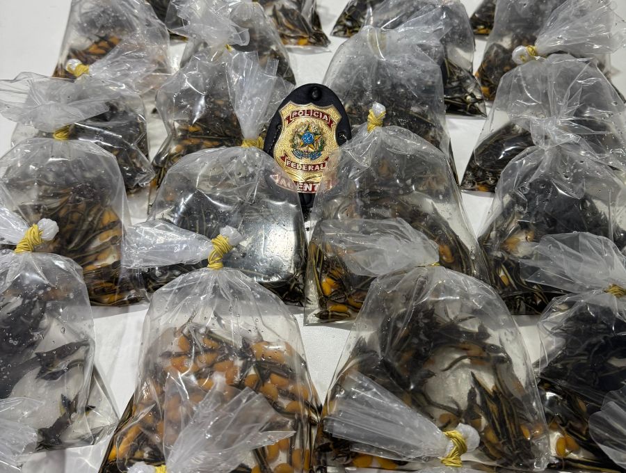 PF prende homem por contrabando de peixes ornamentais