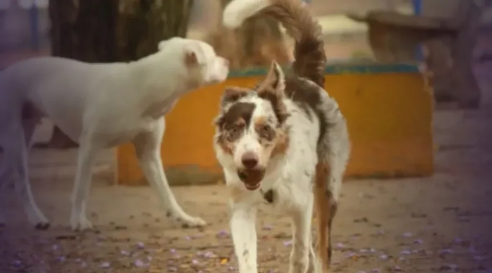 São Paulo promove evento de adoção com mais de 300 animais em Santana