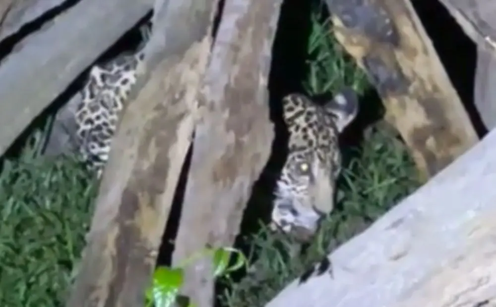 Filhote de onça-pintada é resgatado em Itacoatiara