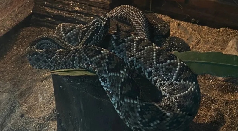 Manaus teve mais de 3 mil casos de ataques de animais peçonhentos em 2025: confira bairros mais afetados