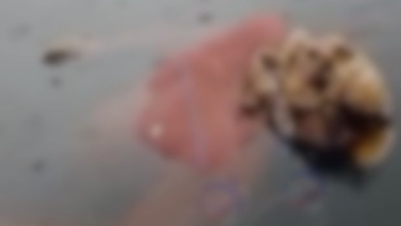 Família encontra corpo em decomposição boiando no Rio Negro