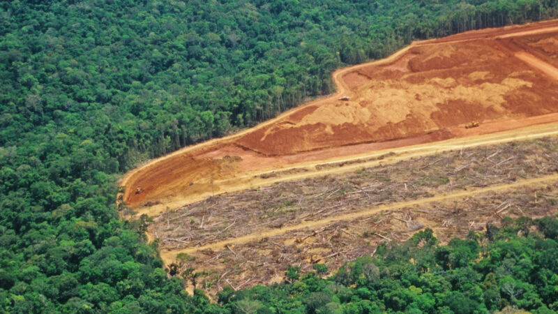 Amazonas reduz desmatamento em 31%, mas continua entre os três estados que mais devastam a Amazônia