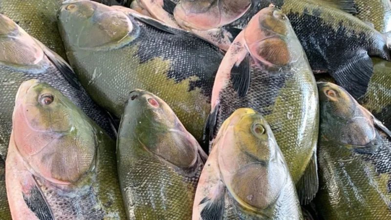 Feira do Tambaqui oferta 8 toneladas de pescado neste sábado (29-08-2026) em Manaus