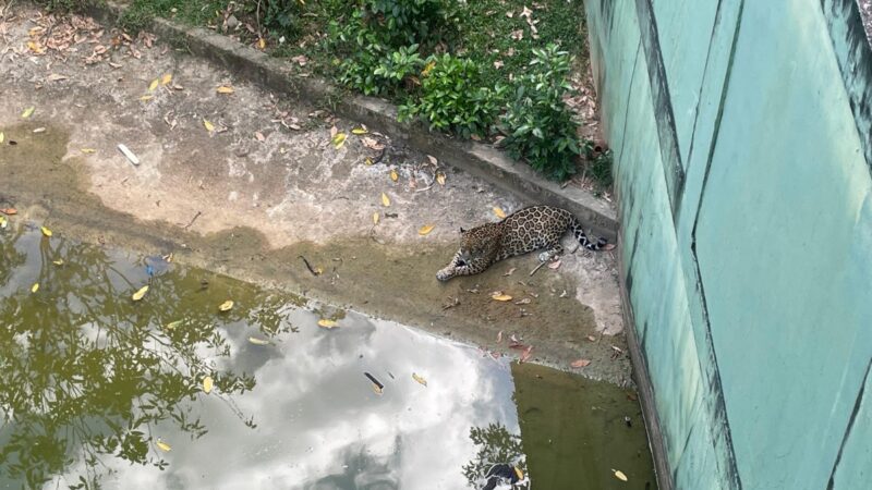 Zoo de Manaus usa picolés e névoa para aliviar calor de animais