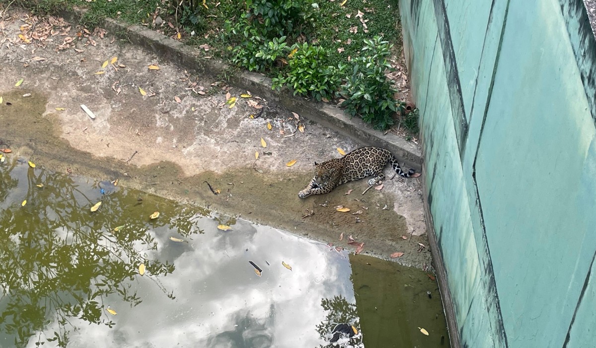 Zoo de Manaus usa picolés e névoa para aliviar calor de animais