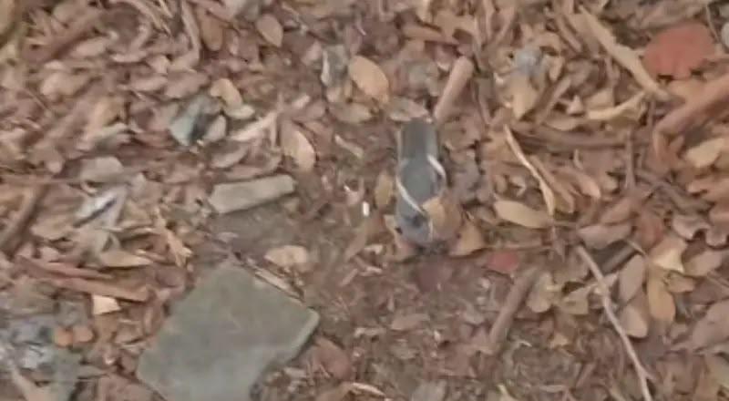 Mulher de 42 anos é encontrada morta em área de mata em Manaus