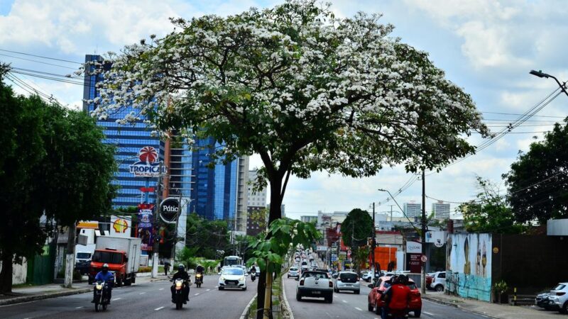 Ipês florescem em Manaus e reforçam o debate sobre arborização