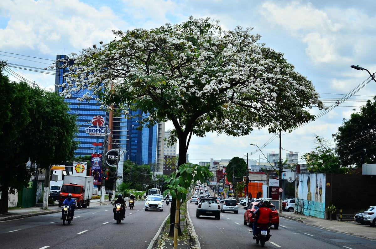 Ipês florescem em Manaus e reforçam o debate sobre arborização