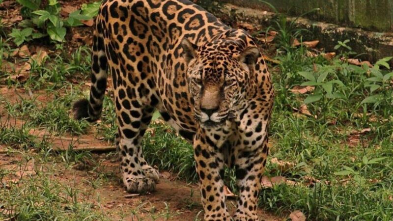 Guardião, a onça-pintada de 25 anos que entrou para o Guinness, vive em zoológico do CIGS em Manaus
