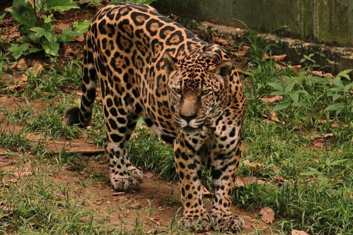 Guardião, a onça-pintada de 25 anos que entrou para o Guinness, vive em zoológico do CIGS em Manaus