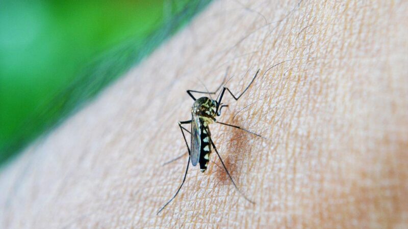 Estudo encontra ovos de Aedes albopictus a mais de 10 metros de altura em Manaus