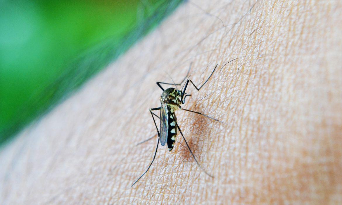 Estudo encontra ovos de Aedes albopictus a mais de 10 metros de altura em Manaus