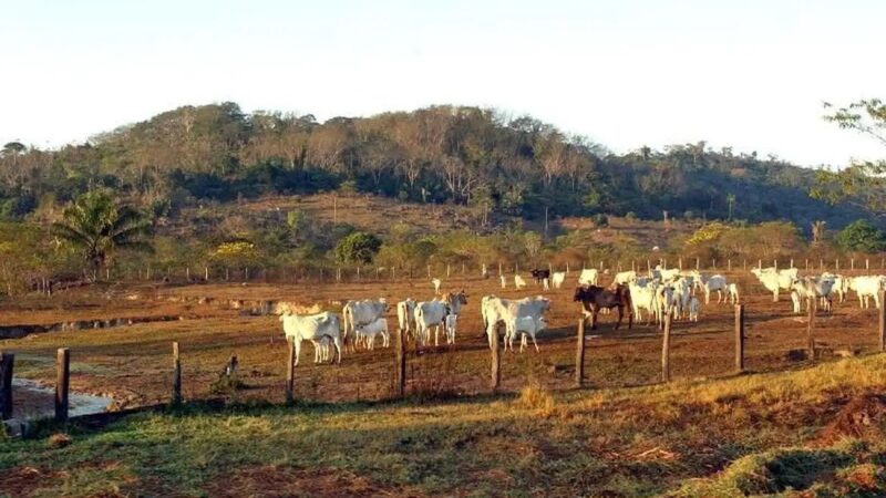 Agropecuária já ocupa 30,5% de territórios próximos a áreas protegidas na Amazônia