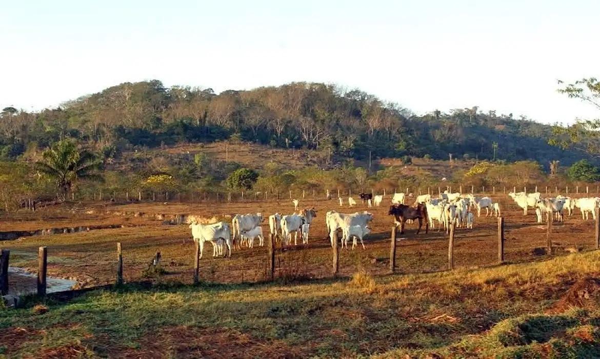 Agropecuária já ocupa 30,5% de territórios próximos a áreas protegidas na Amazônia