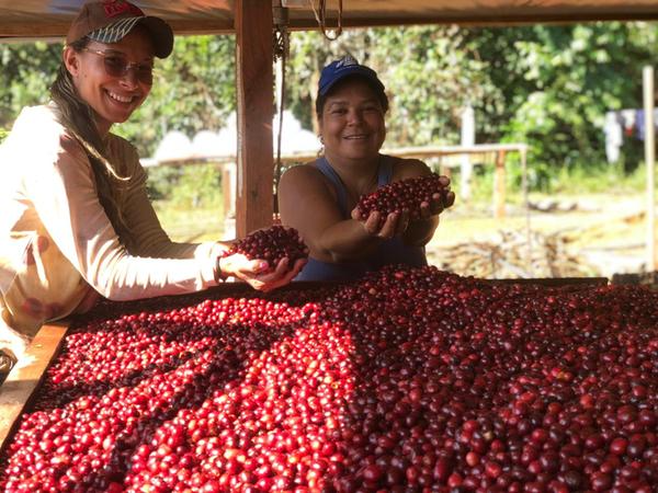 Produtores de Apuí chegam às finais de concursos nacionais com café agroflorestal